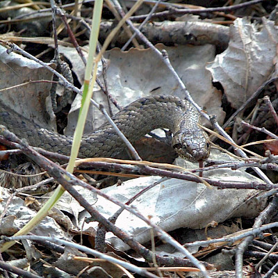 FFH-Monitoring für die Schlingnatter